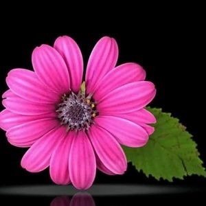 Meet your Posher, Sabrena